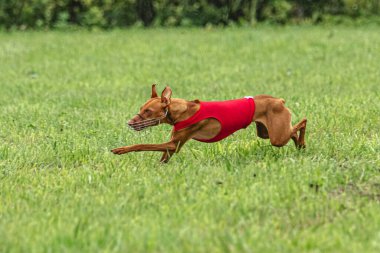 Yem yarışmasında köpek yeşil sahada hızlı koşuyor.