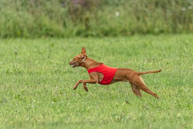 Yem yarışmasında köpek yeşil sahada hızlı koşuyor.