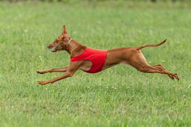 Yem yarışmasında köpek yeşil sahada hızlı koşuyor.