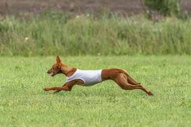 Yem yarışmasında köpek yeşil sahada hızlı koşuyor.