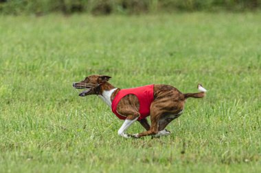 Yem yarışmasında köpek yeşil sahada hızlı koşuyor.