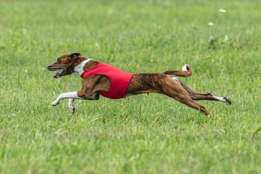 Yem yarışmasında köpek yeşil sahada hızlı koşuyor.