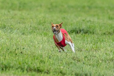 Yem yarışmasında köpek yeşil sahada hızlı koşuyor.