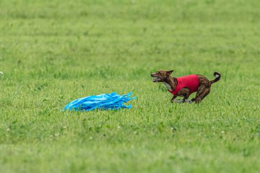 Yem yarışmasında köpek yeşil sahada hızlı koşuyor.