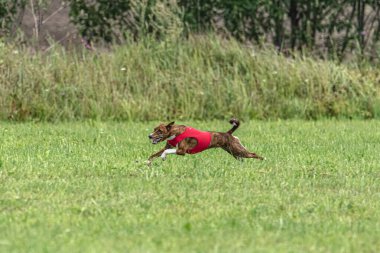 Yem yarışmasında köpek yeşil sahada hızlı koşuyor.