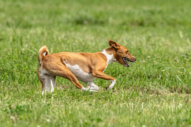 Yem yarışmasında köpek yeşil sahada hızlı koşuyor.