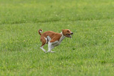 Yem yarışmasında köpek yeşil sahada hızlı koşuyor.
