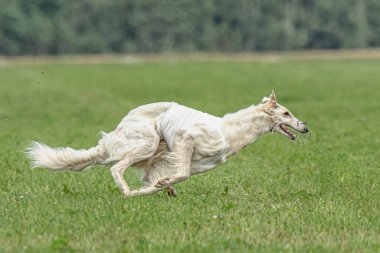 Yem yarışmasında köpek yeşil sahada hızlı koşuyor.