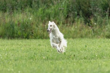 Yem yarışmasında köpek yeşil sahada hızlı koşuyor.