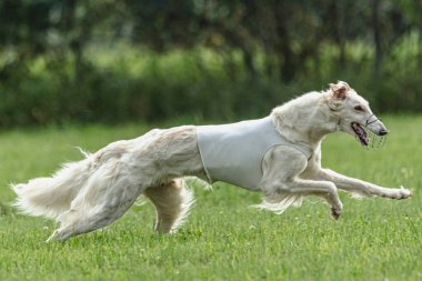 Yem yarışmasında köpek yeşil sahada hızlı koşuyor.