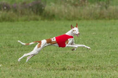 Yem yarışmasında köpek yeşil sahada hızlı koşuyor.