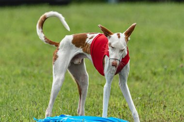 Yem yarışmasında köpek yeşil sahada hızlı koşuyor.