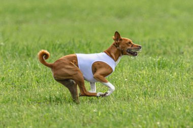 Yem yarışmasında köpek yeşil sahada hızlı koşuyor.