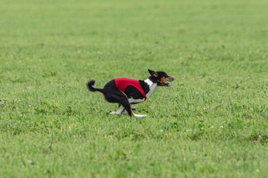 Yem yarışmasında köpek yeşil sahada hızlı koşuyor.