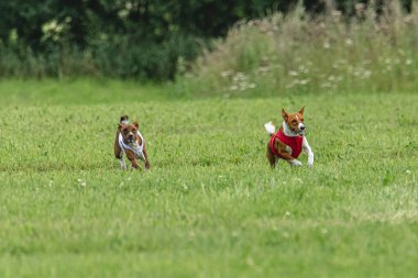 Yem yarışmasında köpek yeşil sahada hızlı koşuyor.