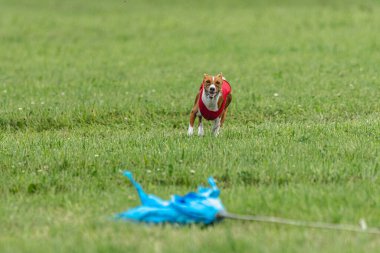 Yem yarışmasında köpek yeşil sahada hızlı koşuyor.