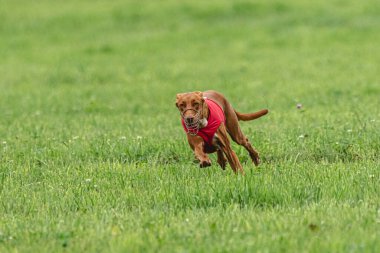 Yem yarışmasında köpek yeşil sahada hızlı koşuyor.