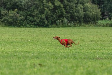 Yem yarışmasında köpek yeşil sahada hızlı koşuyor.