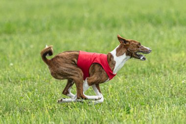 Yem yarışmasında köpek yeşil sahada hızlı koşuyor.