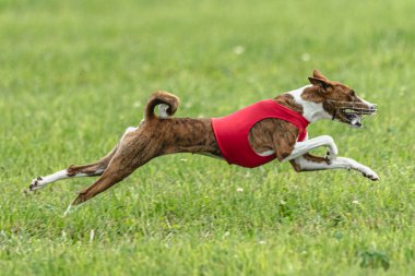 Yem yarışmasında köpek yeşil sahada hızlı koşuyor.