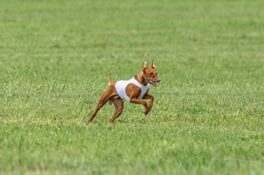 Yem yarışmasında köpek yeşil sahada hızlı koşuyor.