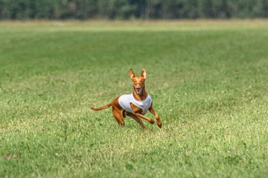 Yem yarışmasında köpek yeşil sahada hızlı koşuyor.