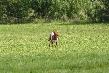 Yem yarışmasında köpek yeşil sahada hızlı koşuyor.