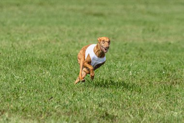 Yem yarışmasında köpek yeşil sahada hızlı koşuyor.