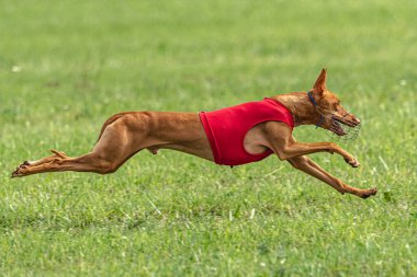 Yem yarışmasında köpek yeşil sahada hızlı koşuyor.