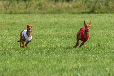 Yem yarışmasında köpek yeşil sahada hızlı koşuyor.