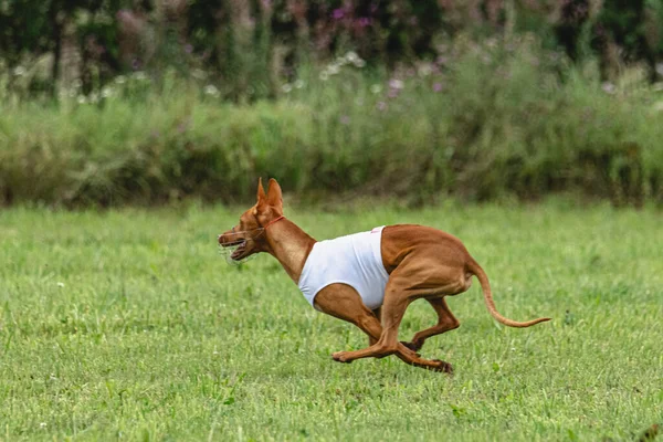 Pes Běží Rychle Zelené Louce Lákat Coursing Soutěže — Stock fotografie