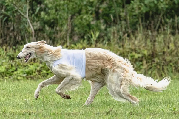 Pes Běží Rychle Zelené Louce Lákat Coursing Soutěže — Stock fotografie