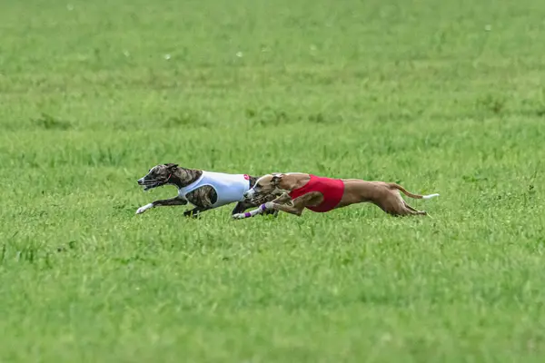 Perro Corriendo Rápido Campo Verde Competencia Señuelo Curso —  Fotos de Stock
