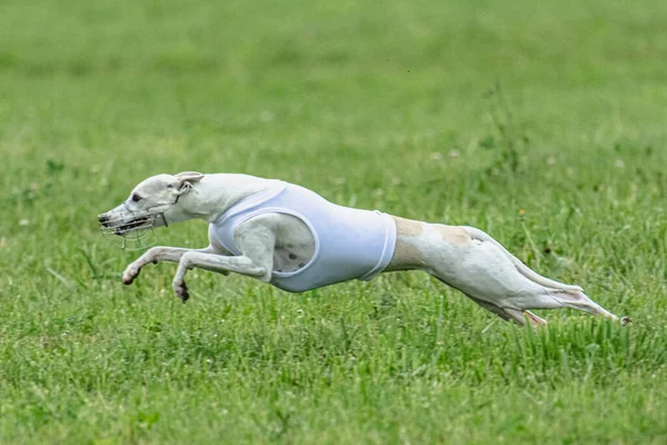 Cão Correndo Rápido Campo Verde Atrair Competição Curso — Fotografia de Stock