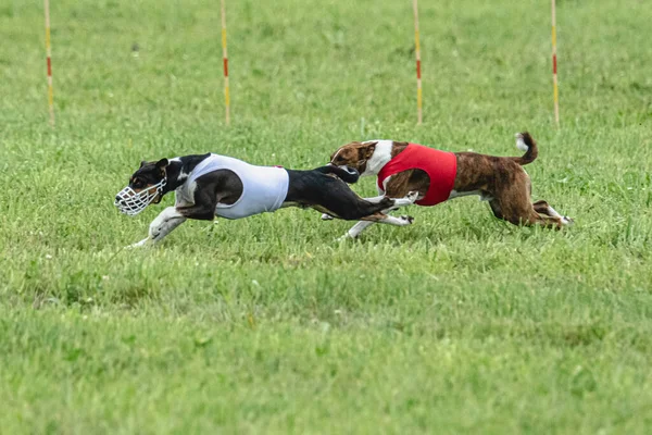 Cão Correndo Rápido Campo Verde Atrair Competição Curso — Fotografia de Stock