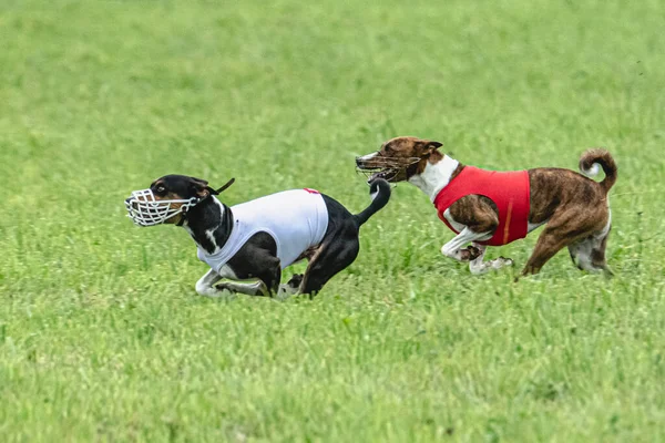 ルアーコース競技でグリーンフィールドで速く走る犬 — ストック写真