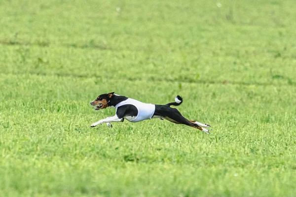 Собака Быстро Бежит Зеленому Полю Соревнованиях — стоковое фото