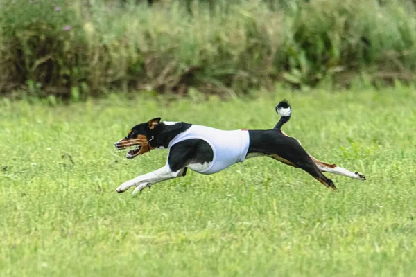 Pies Biegnie Szybko Zielonym Polu Konkursie Przynęt — Zdjęcie stockowe