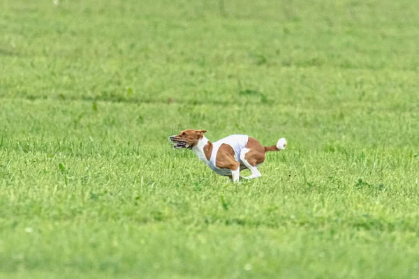 Dog Running Fast Green Field Lure Coursing Competition — Stock Photo, Image