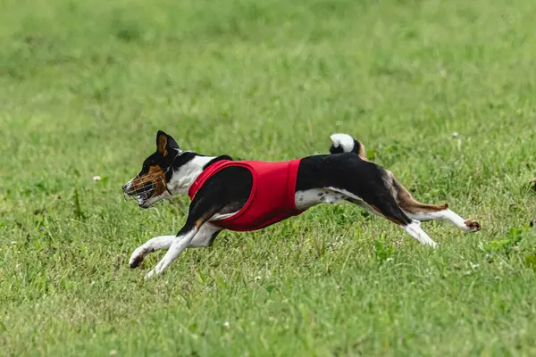 stock image Dog running fast on green field at lure coursing competition