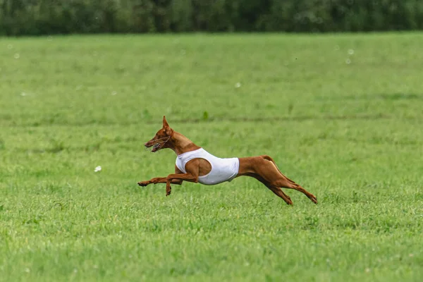 Dog Running Fast Green Field Lure Coursing Competition — Stock Photo, Image