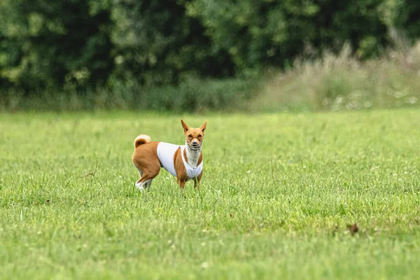 Hund Kører Hurtigt Grøn Mark Lokke Coursing Konkurrence - Stock-foto