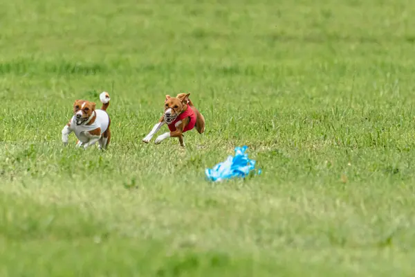 Hund Løper Fort Grønt Felt Lure Løpende Konkurranse – stockfoto
