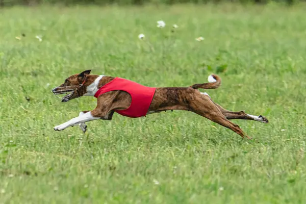 Dog running fast on green field at lure coursing competition