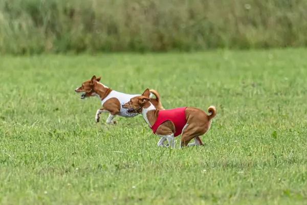 Yem yarışmasında köpek yeşil sahada hızlı koşuyor.