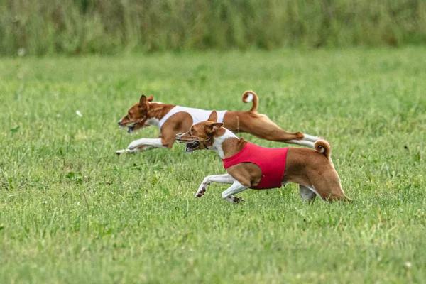 Yem Yarışmasında Köpek Yeşil Sahada Hızlı Koşuyor — Stok fotoğraf