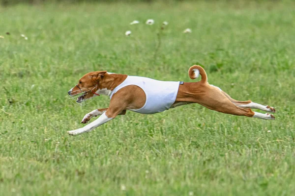 Собака Швидко Бігає Зеленому Полі Змаганнях Приманки — стокове фото