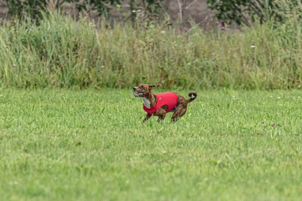 ルアーコース競技でグリーンフィールドで速く走る犬 — ストック写真