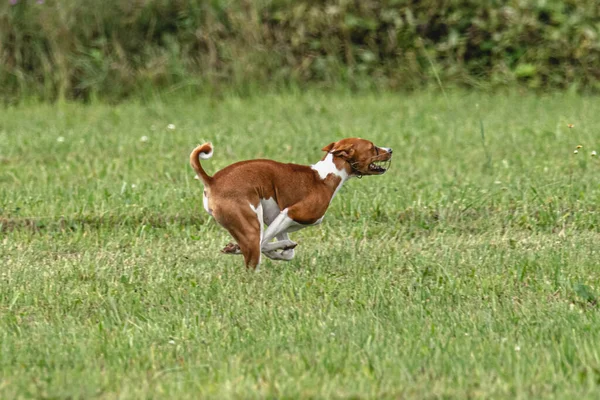 Hond Rent Snel Groen Veld Lokaas Coursing Competitie — Stockfoto