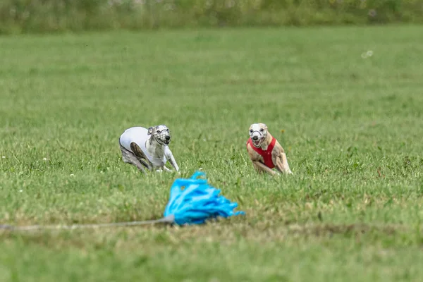 Hund Kör Snabbt Grönt Fält Locka Kursiv Konkurrens — Stockfoto